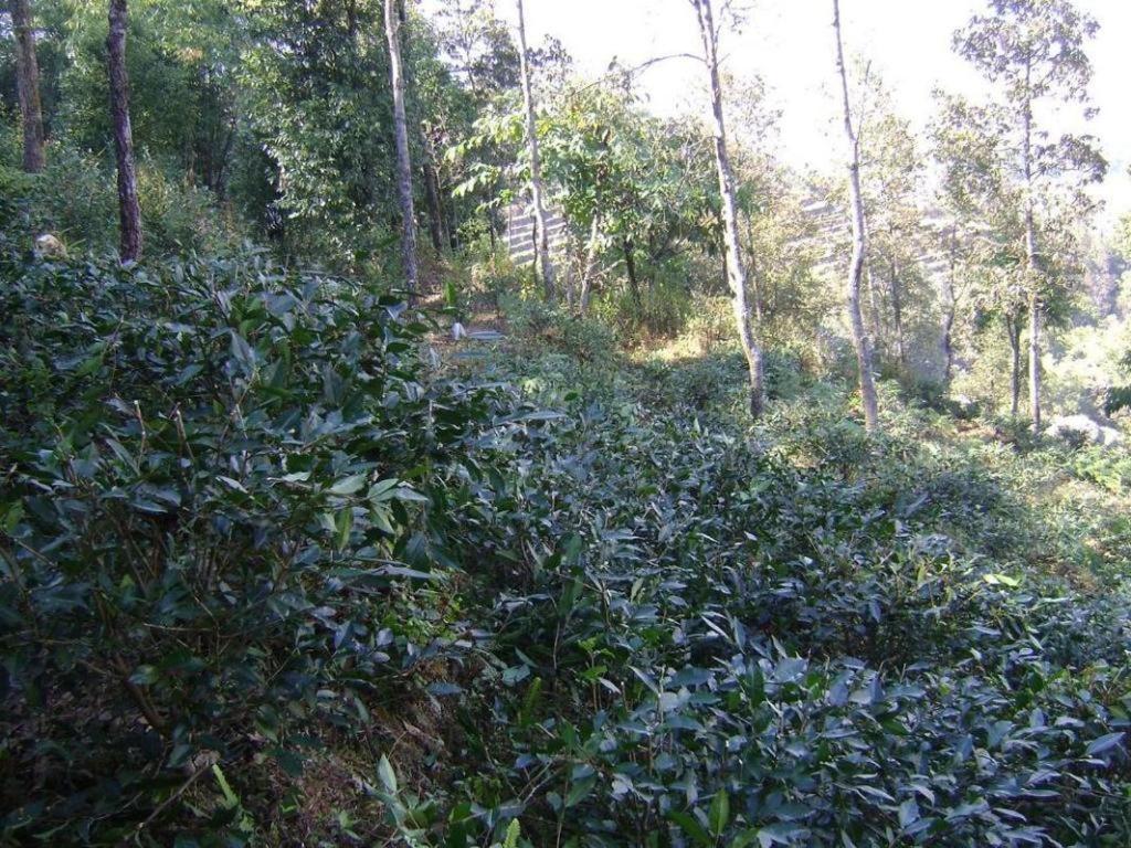 Mystique Highland Resort Pokhara Extérieur photo